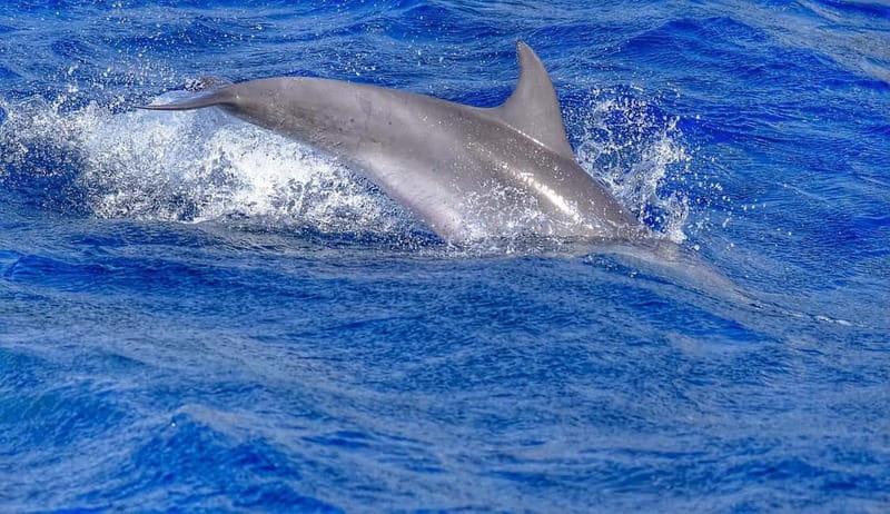 From Morro Jable: Dolphin and Whale Watching and Snorkelling - Should you book this Morro Jable experience?