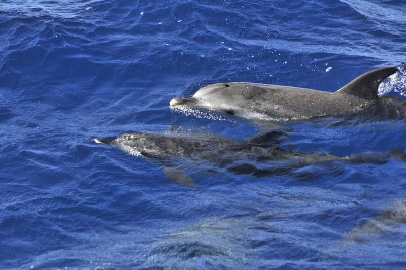 From Morro Jable: Dolphin and Whale Watching and Snorkelling - What the Morro Jable boat trip is really like