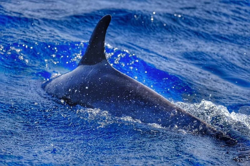 From Morro Jable: Dolphin and Whale Watching and Snorkelling - The speedboat is part of the attraction