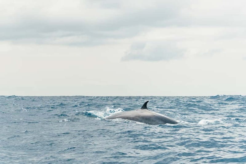 From Morro Jable: Dolphin and Whale Watching and Snorkelling - Cold drink, island views, and what is not included