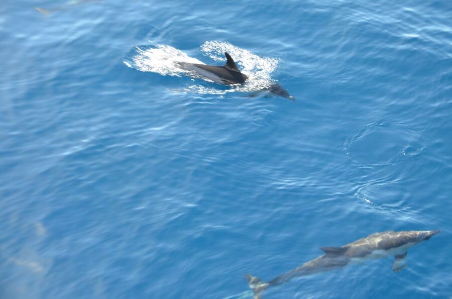 From Morro Jable: Dolphin and Whale Watching and Snorkelling - Is $59 a fair price?