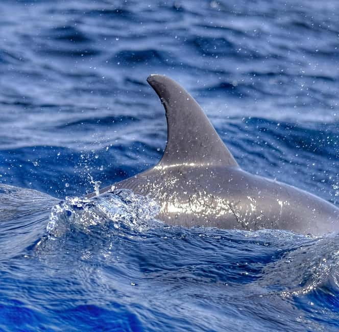 From Morro Jable: Dolphin and Whale Watching and Snorkelling - Who will enjoy this most?