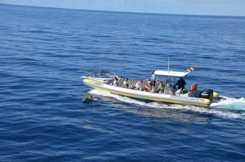 From Morro Jable: Dolphin and Whale Watching and Snorkelling - Practical ways to make the trip better