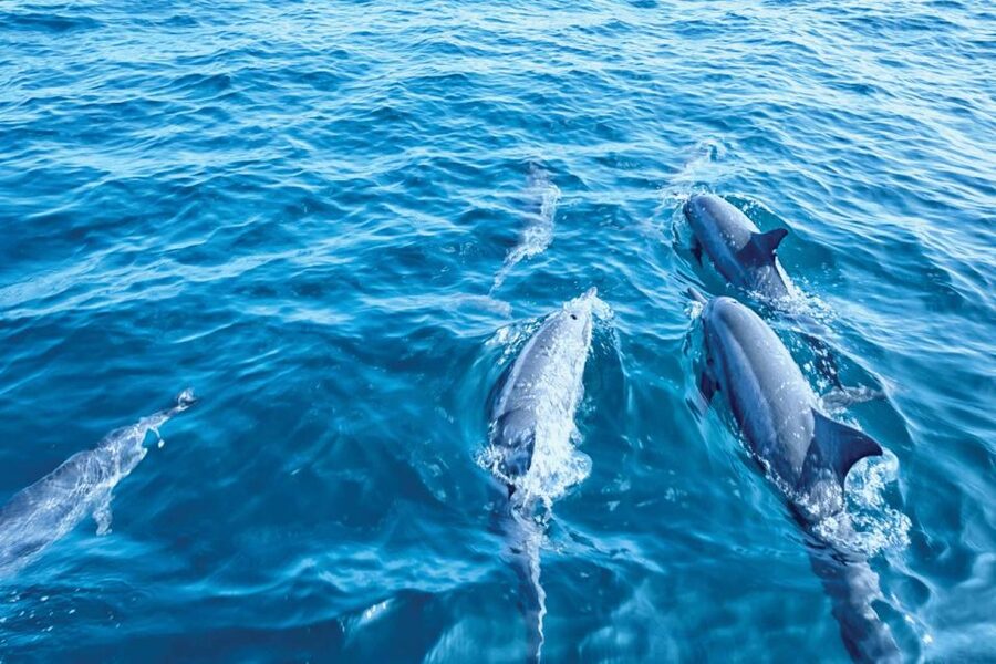 From Palma: 3-Hour Morning Dolphin Watching Boat Tour - What to pack for the three hours