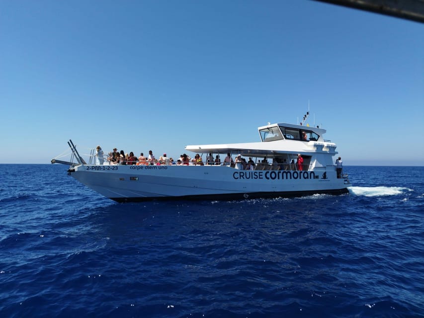 From Palma: 3-Hour Morning Dolphin Watching Boat Tour - What dolphin watching is really like
