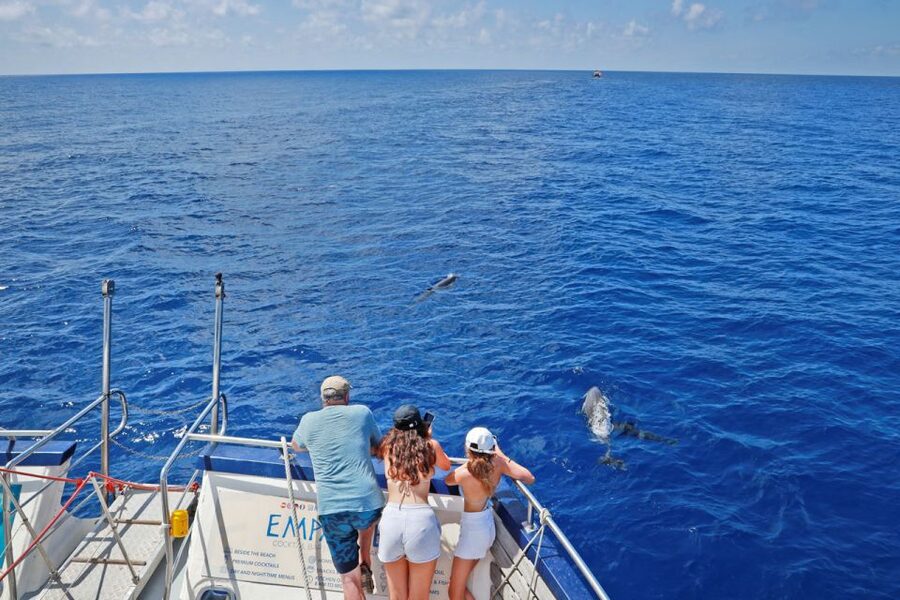 From Palma: 3-Hour Morning Dolphin Watching Boat Tour - Drinks, snacks, shade, and the onboard setup