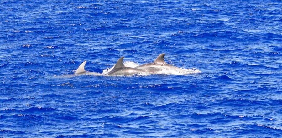 From Palma: 3-Hour Morning Dolphin Watching Boat Tour - Is $63 a fair price?