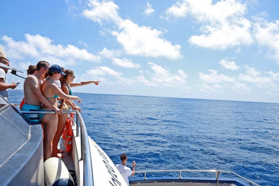 From Palma: 3-Hour Morning Dolphin Watching Boat Tour - Timing, language, and cancellation details