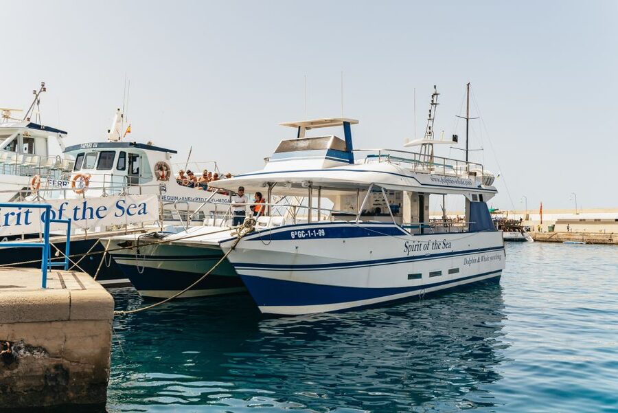 From Puerto Rico de Gran Canaria: Dolphin Watching Cruise - Key points at a glance