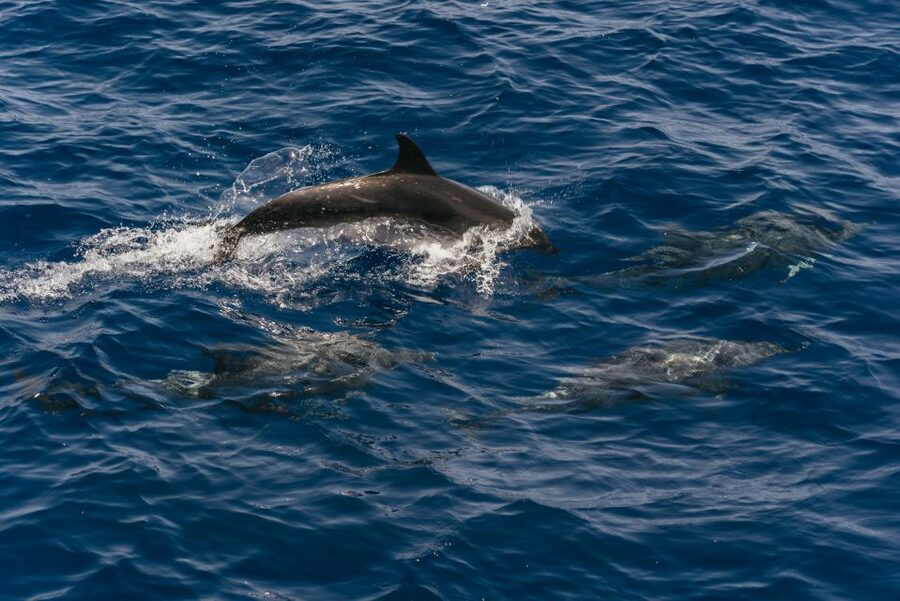 From Puerto Rico de Gran Canaria: Dolphin Watching Cruise - Starting at Puerto Base in Puerto Rico