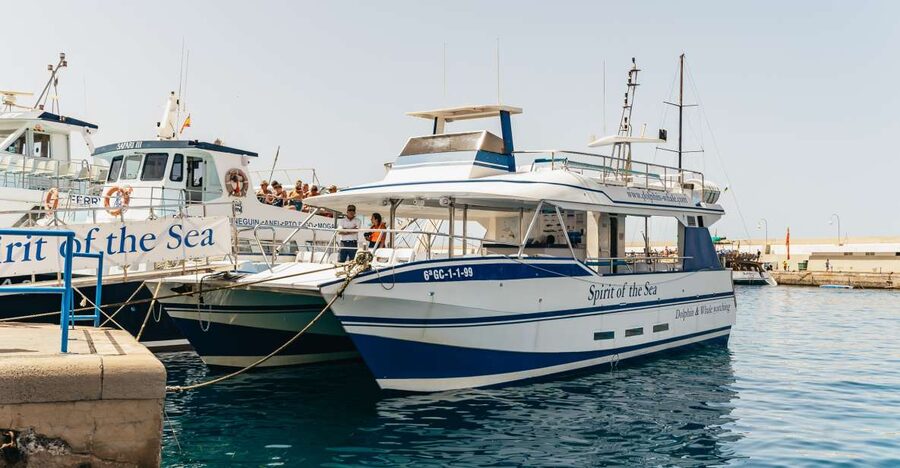 From Puerto Rico de Gran Canaria: Dolphin Watching Cruise - Spirit of the Sea and the glass-bottom view