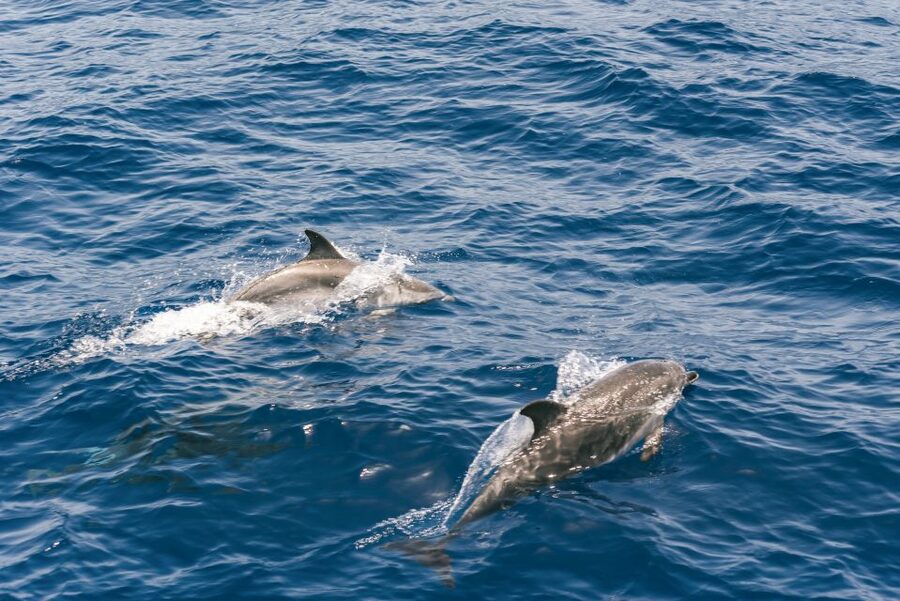 From Puerto Rico de Gran Canaria: Dolphin Watching Cruise - Wildlife watching with realistic expectations