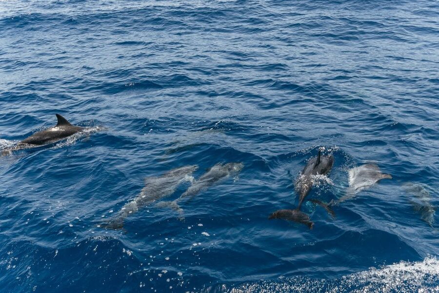 From Puerto Rico de Gran Canaria: Dolphin Watching Cruise - Who should book this cruise?