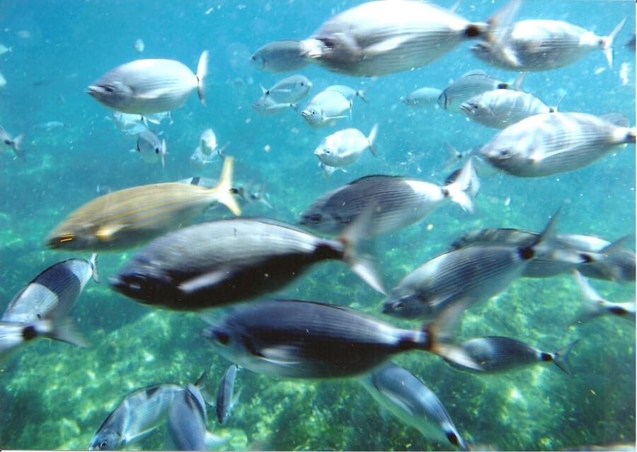 From Roses: Cap Norfeu Boat Cruise & Swimming - Forty minutes at Platja de lAlmadrava