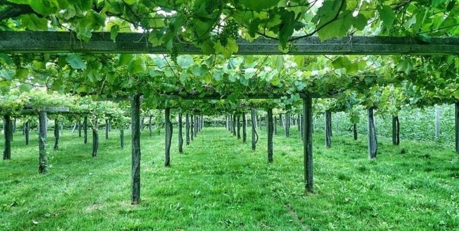From Santiago: Rías Baixas Galicia Seafood & Wine Day Tour - La Toja, soap, and the shellfish farms