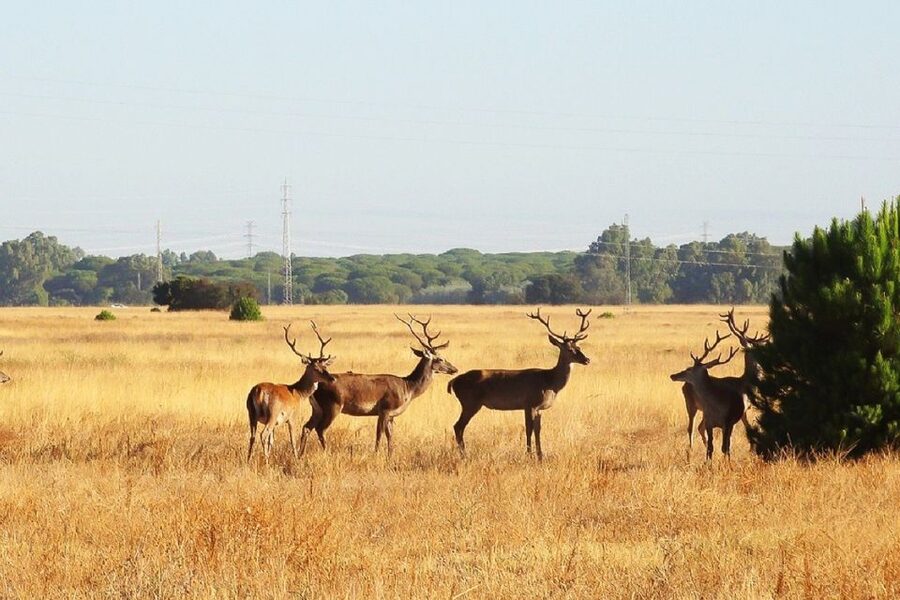 From Seville: Doñana National Park Day Trip - Key points to know before booking