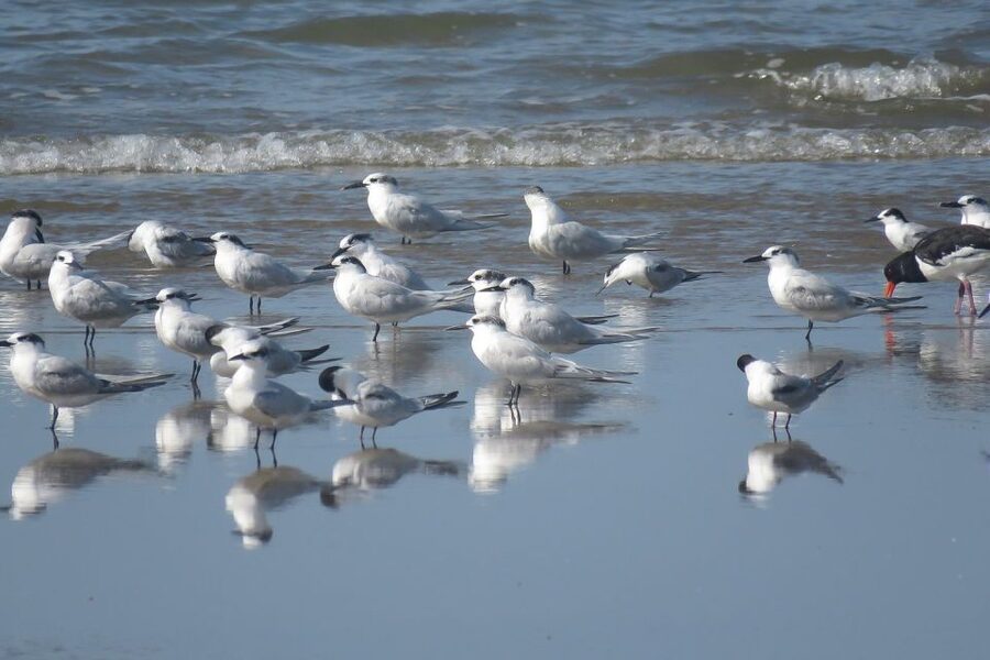 From Seville: Doñana National Park Day Trip - The guides are the heart of the experience