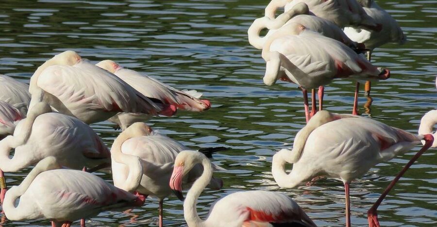 From Seville: Doñana National Park Day Trip - Dehesa de Abajo and the northern marshes