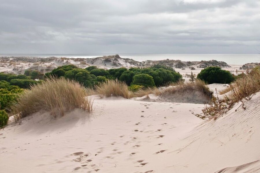 From Seville: Doñana National Park Day Trip - El Rocío, a village with a very different rhythm