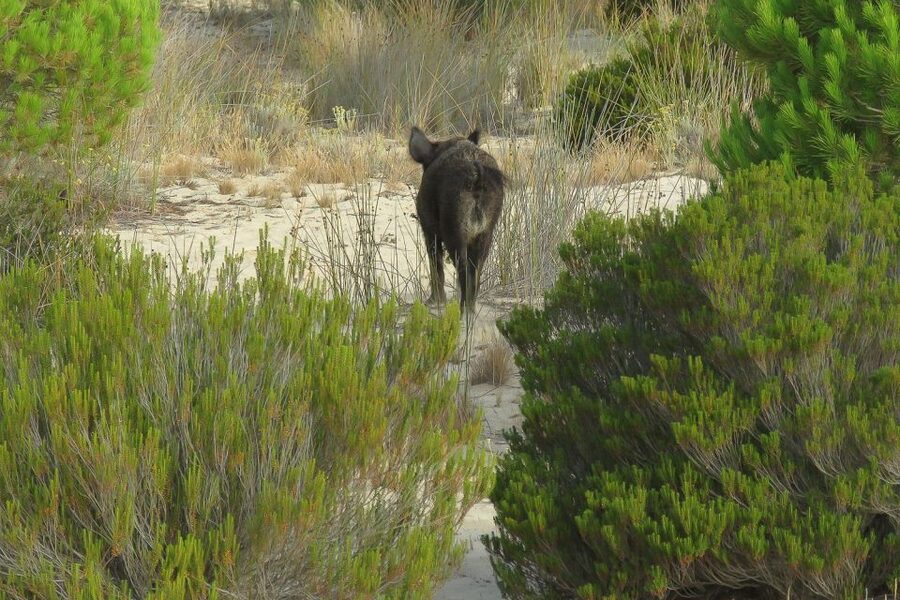 From Seville: Doñana National Park Day Trip - Matalascañas, the dunes, and the Atlantic