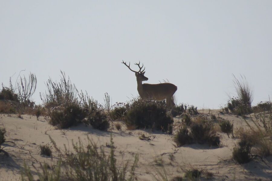 From Seville: Doñana National Park Day Trip - Leaving Seville beside the Guadalquivir
