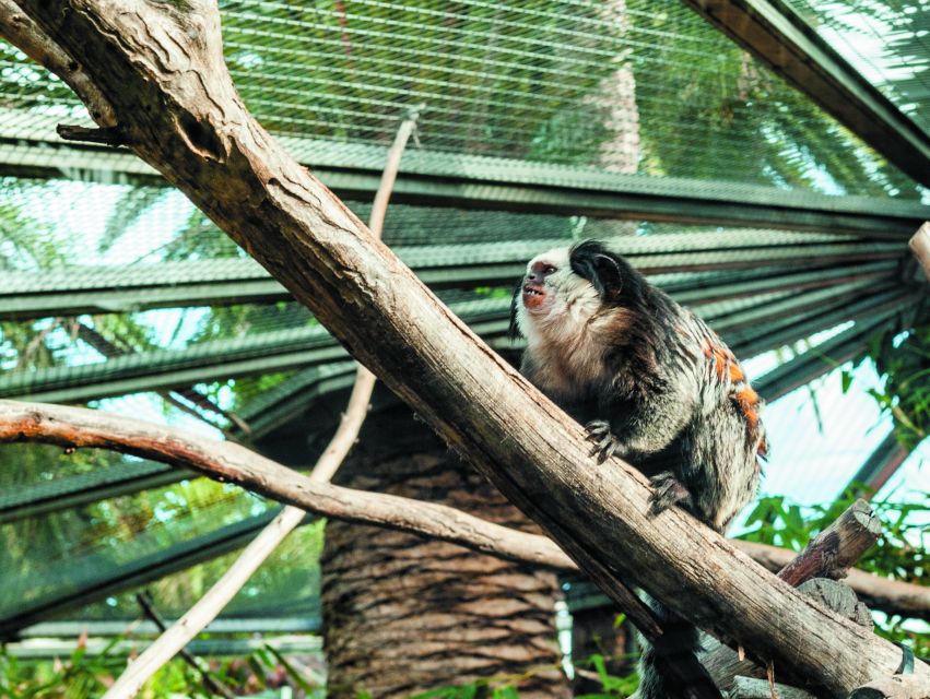 From South Tenerife: Loro Park Zoo Ticket & Hotel Transfers - Should you book the Loro Parque transfer?