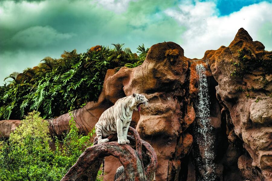 From South Tenerife: Loro Park Zoo Ticket & Hotel Transfers - Lunch, drinks, and the cost of a full day