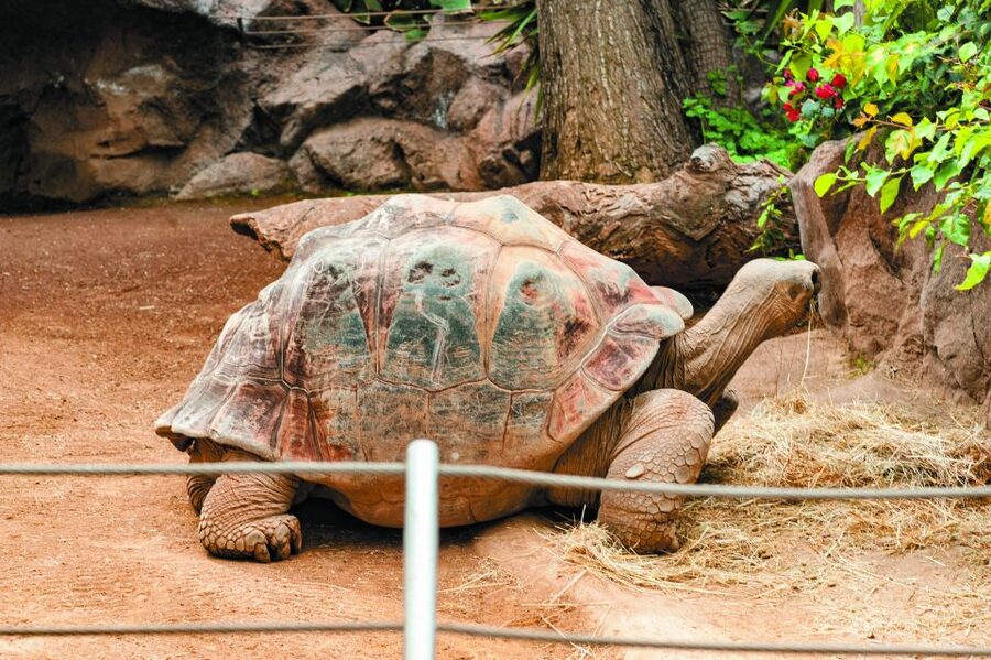 From South Tenerife: Loro Park Zoo Ticket & Hotel Transfers - Who gets the most from this excursion