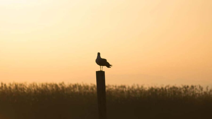 From Valencia: Albufera Day Trip with Boat Tour and Transfer - Five details worth knowing before you go