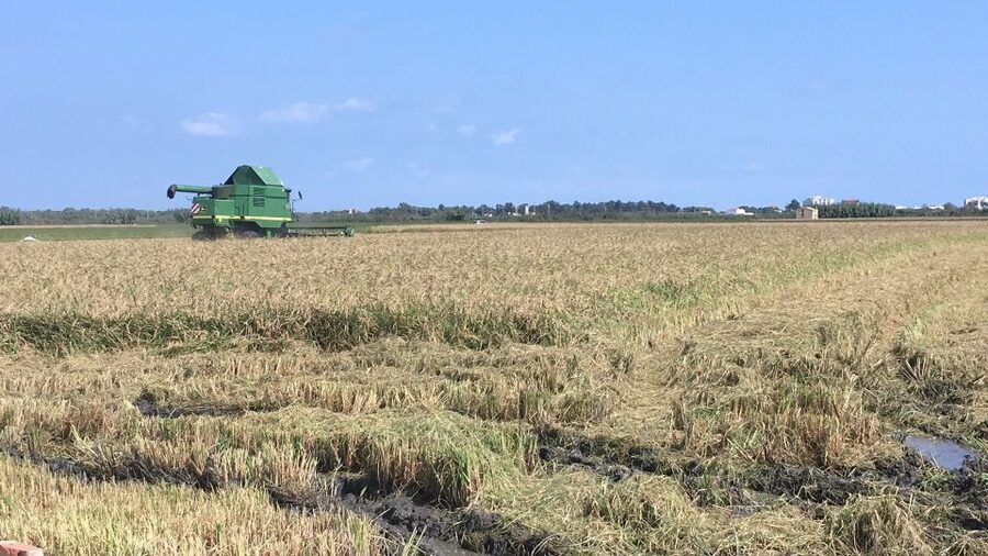 From Valencia: Albufera Day Trip with Boat Tour and Transfer - The boat ride across Albufera