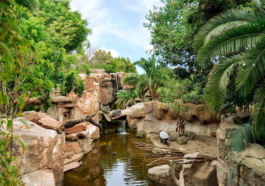 Fuengirola: Bioparc Entrance Ticket - Equatorial Africa: gorillas, big cats, and patient watching