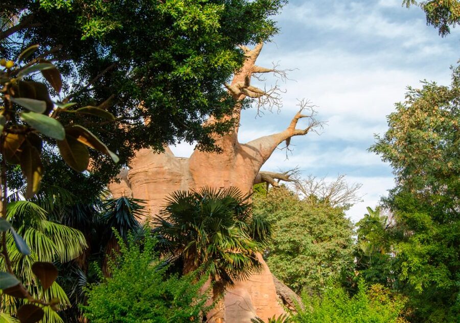 Fuengirola: Bioparc Entrance Ticket - How long to stay, and when to arrive