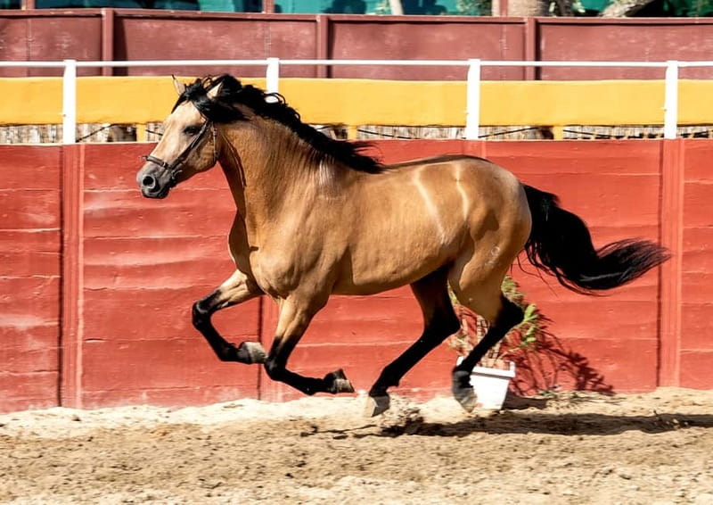 Fuengirola: Spanish Horse Show with Optional Dinner/Flamenco - Language, cancellation, and basic planning