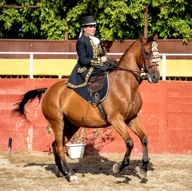 Fuengirola: Spanish Horse Show with Optional Dinner/Flamenco - The 21:30 flamenco performance