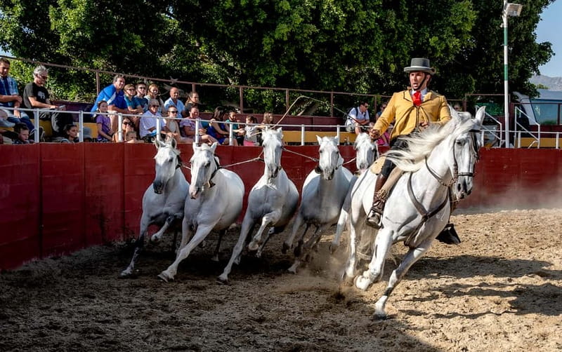 Fuengirola: Spanish Horse Show with Optional Dinner/Flamenco - Bus pickups from Málaga to Fuengirola