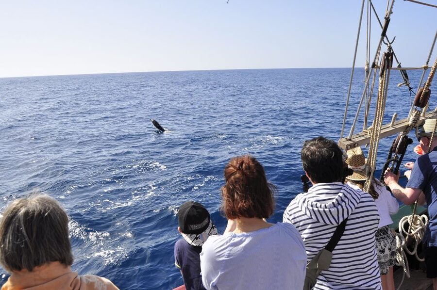 Fuerteventura: 4-Hour Pirate Sailing Adventure - Hoisting sails, tying knots, and hunting treasure