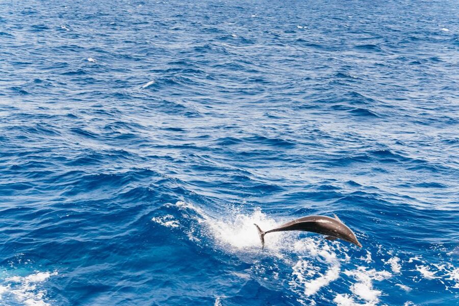 Fuerteventura: Glass Bottom Boat Cruise with Lunch & Drinks - Searching for dolphins and whales offshore