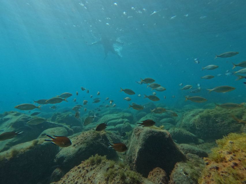 Fuerteventura: Guided Snorkeling in La Lajita with Pickup - Getting kitted out and learning the basics
