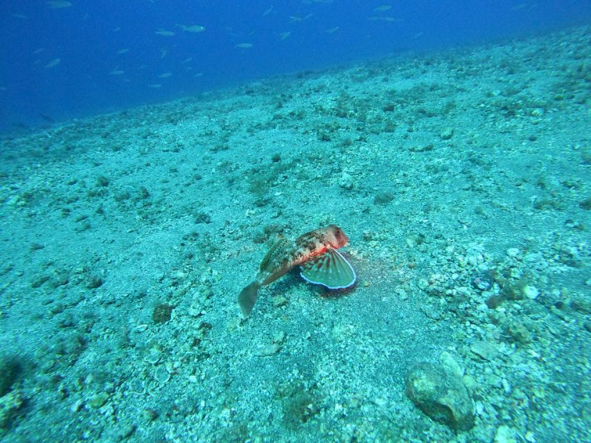 Fuerteventura: Guided Snorkeling in La Lajita with Pickup - Underwater photos are useful, but not included