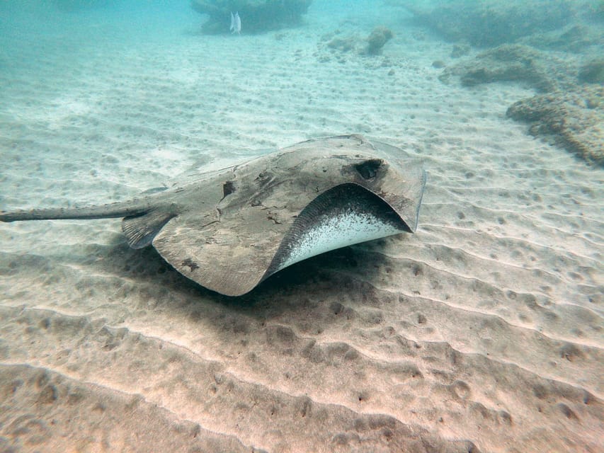 Fuerteventura: Introduction to Scuba Diving - About 45 minutes among fish and volcanic rock