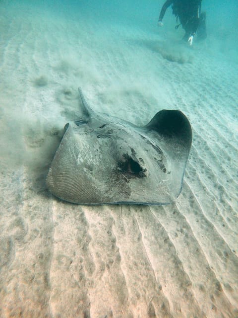 Fuerteventura: Introduction to Scuba Diving - Who should book this activity