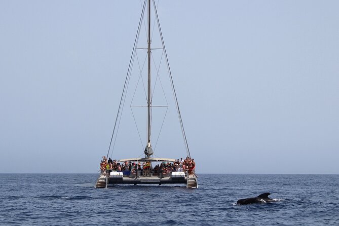 Fuerteventura: Magic Select Catamaran Trip with Food & Drinks - Should you book this catamaran trip?