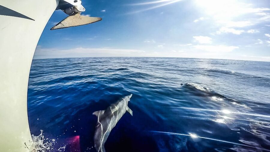 Fuerteventura: Sailing with Snorkeling and Dolphin Watching - What the $104 price includes