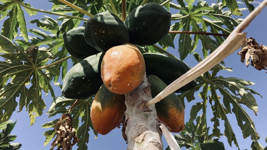 Fuerteventura: Tapas and Local Life Guided Tour - Key points to know before booking