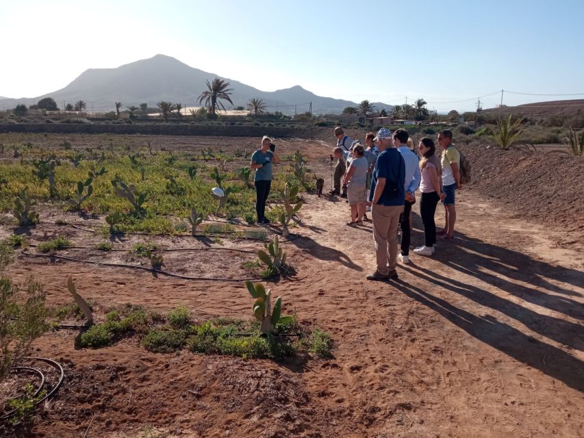 Fuerteventura: Tapas and Local Life Guided Tour - First finca: cactus fruit, jam, and green mojo