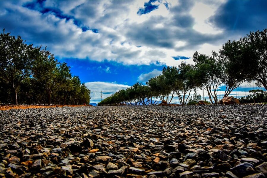 Fuerteventura: Tapas and Local Life Guided Tour - The olive farm and Fuerteventura oil