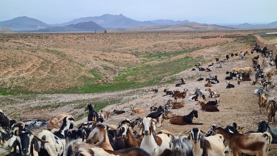 Fuerteventura: Tapas and Local Life Guided Tour - Majorero goat cheese with a glass of red wine