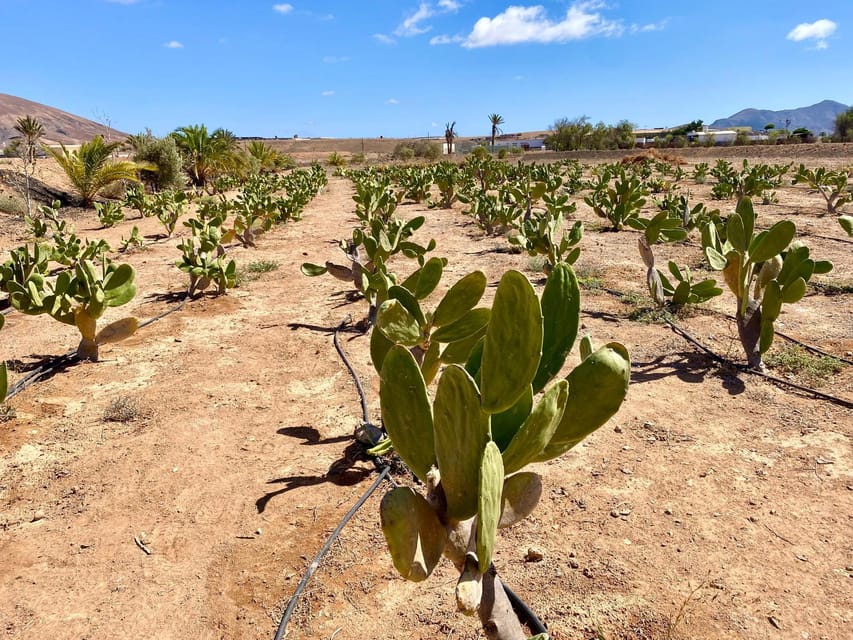 Fuerteventura: Tapas and Local Life Guided Tour - Two hours at each stop, with time to ask questions
