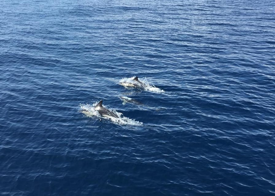 Fuerteventura: Whale & Dolphin Watching Boat Tour with Guide - Why the guides make a difference