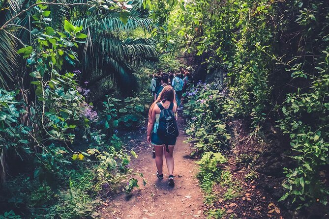 Full Day Rainforest Tour with Tasting and Swimming Time ツ - At a glance: what makes this day different
